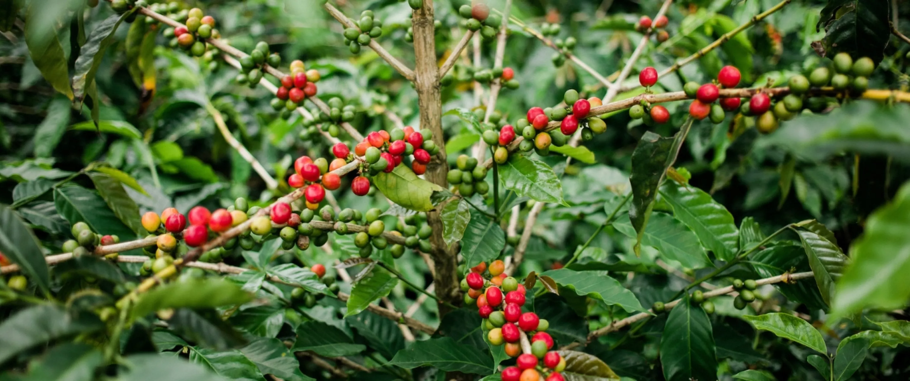 ethical sourcing website header 1335x534.jpg