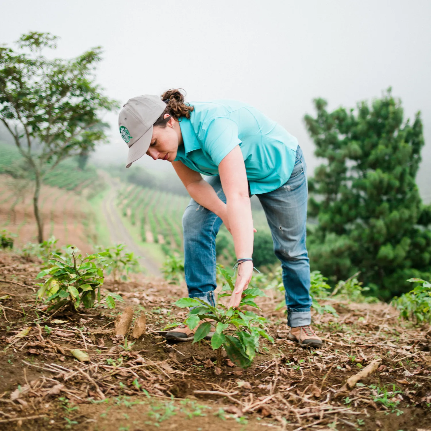 Kávová sedlina pro vaše rostliny